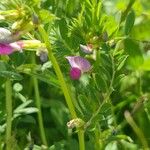 Vicia sativa Õis