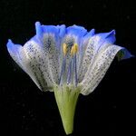 Gentiana meiantha Flower