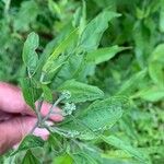 Eupatorium serotinum Blodyn