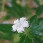 Buchozia japonica Flower