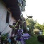 Delphinium ajacisFlors