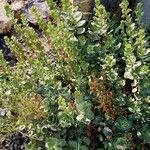 Antirrhinum molle Staniste