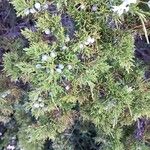 Juniperus sabinaഫലം