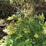 Corydalis cheilanthifolia Flor