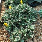 Faucaria tigrina Vivejo