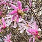 Magnolia stellataFlower