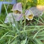 Gladiolus papilio Blodyn