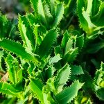 Euphorbia serrata Fulla