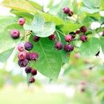 Amelanchier canadensis Fruit