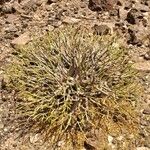 Euphorbia balsamifera Habit