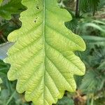 Quercus petraea Φύλλο