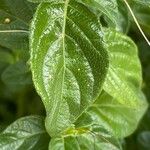 Barleria obtusa Fulla