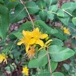 Hypericum grandifolium Žiedas