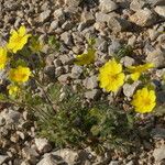 Potentilla hirta Habit