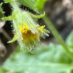 Hieracium amplexicaule Blüte