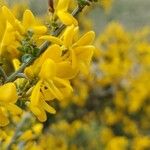 Cytisus galianoi Квітка