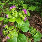 Mirabilis nyctaginea Цвят