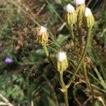 Crepis conyzifolia Fruit