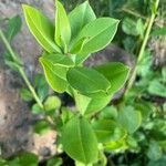 Talinum portulacifolium 葉