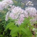 Eutrochium maculatum Flor