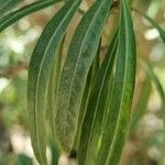 Convolvulus floridus Leaf