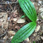 Scoliopus bigelovii Hoja
