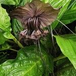 Tacca chantrieri Flower