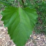 Xanthium strumariumLeaf