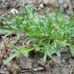 Lepidium squamatum Hábito