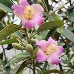 Lagunaria patersonia ᱵᱟᱦᱟ