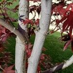 Acer palmatum Kôra