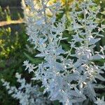 Artemisia ludoviciana Blad