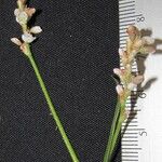 Persicaria segetum Otro