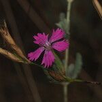 Dianthus lusitanus Flower