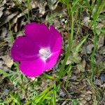 Callirhoe digitata Flors