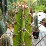 Leptocereus wrightii Otro