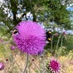 Carduus nutans Lorea