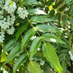 Berberis japonica Φύλλο