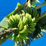 Musa acuminata Ffrwyth