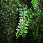 Asplenium lividum Liść