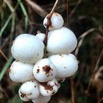 Symphoricarpos albus Plod