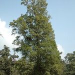 Mitragyna parvifolia