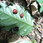 Ormosia coutinhoi Плод
