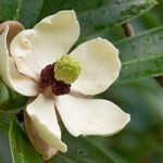 Magnolia fordiana Кветка
