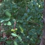 Zanthoxylum capense 葉