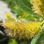 Salix pentandra 花