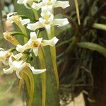 Cyrtorchis monteiroae Flor