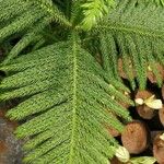 Araucaria nemorosa Hoja