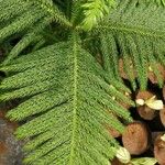 Araucaria nemorosa Blatt