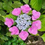 Hydrangea serrata Кветка